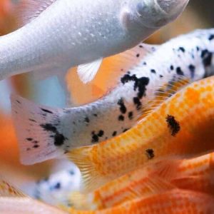 Molly Mix (Poecilia sphenops)