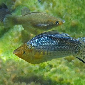 Molly Orange (Poecilia velifera)