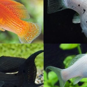 Molly Sailfin Mix (Males) – Poecilia latipina