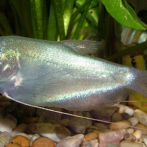 Moonlight Gourami (Trichogaster microleps)