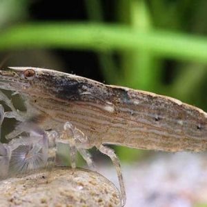 Mountain Rock Shrimp (Atyopsis molluccensis)