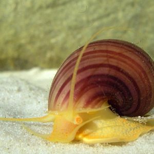 Mystery Snails (Pomacea bridgesii)