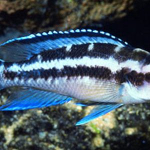 Neolamprologus Buescheri Blue face (Neolamprologus buescheri)