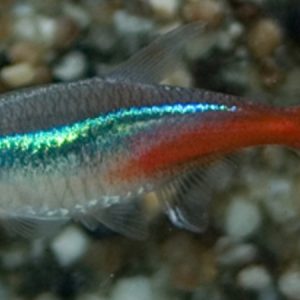 Neon (Paracheirodon innessi)