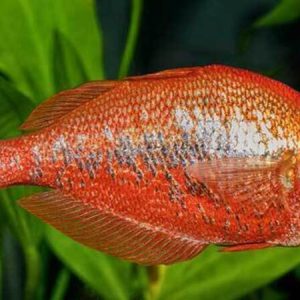New Guinea Red Rainbow (Glossolepis incisus)