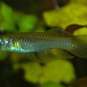 Norman's Blue Lampeye (Aplocheilichthys normani)