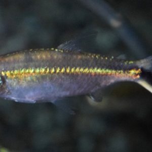Obliqua Tetra (Thayeria obliqua)