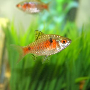 Odessa Barb (Puntius odessa)