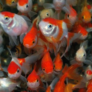 Oranda Fantail Mix (Carassius auratus)