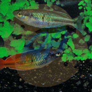 Orange Boesemani Rainbow (Melanotaenia boesemani)