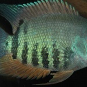 Orange Necktie Severum (Heros appendiculatus)