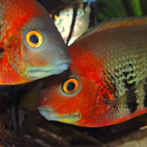 Orange Shoulder Severum