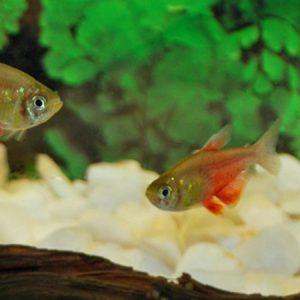 Orange Von Rio Tetra (Hyphessobrycon flammeus)