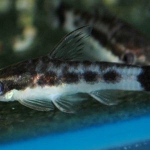 Otocinclus Brazil (Otocinclus affinis)