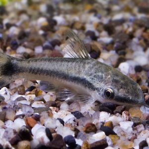 Otocinclus Peru (Otocinclus vittatus)