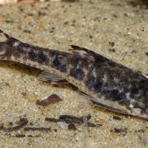 Otocinclus