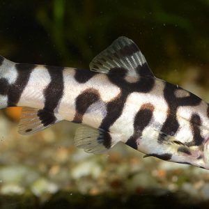 Pakistani Loach (Botia lohachata)