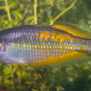 Parkinson Rainbow (Melanotaenia parkinsoni)