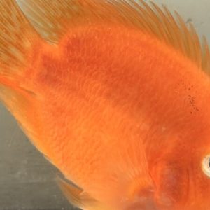 Parrot Cichlid Blood Red