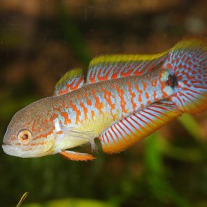 Peacock Goby