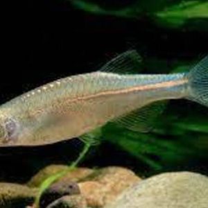 Pearl Danio (Danio albolineatus)