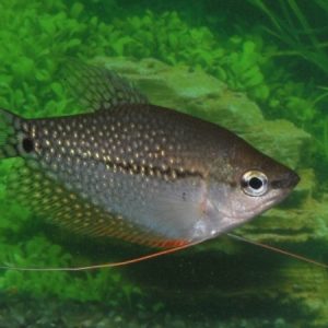 Pearl Gourami (Trichogaster leeri)