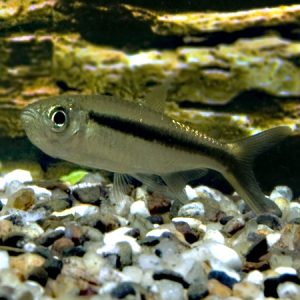 Penguin Tetra (Thayeria boehlkei)