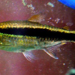 Penguin Tetra (Wild) – Thayeria boehlkei