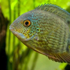 Peruvian Green Severum (Heros severus)