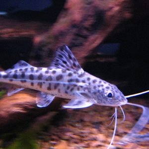 Pictus Colombia (Pimelodus pictus)