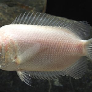 Pink Kissing Gourami (Helostoma temmincki)