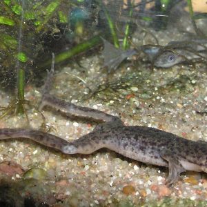 Platinum African Dwarf Frogs (Hymenochirus boettgeri)