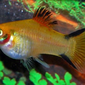 Platy Calico (Xiphophorus maculatus)