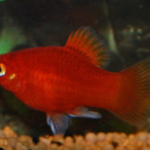 Platy Coral Dark Red (Xiphophorus maculatus)