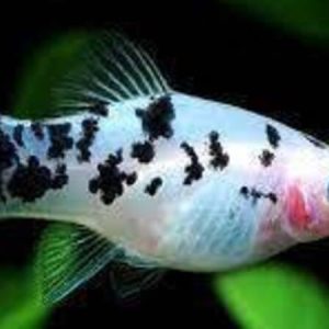 Platy Dalmation (Xiphophorus maculatus)