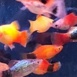 Platy Mix (Xiphophorus maculatus)