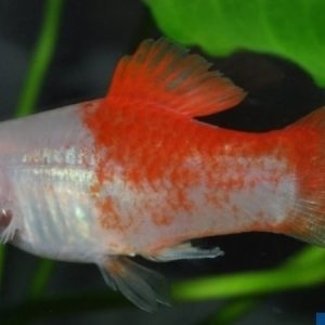 Platy Red Top (Xiphophorus maculatus)