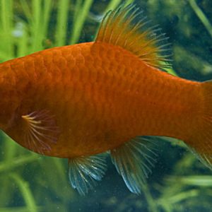Platy Red (Xiphophorus maculatus)