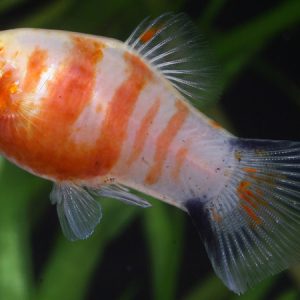 Platy Zebra (Xiphophorus maculatus)