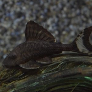 Pleco Papa L90