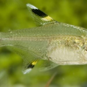 Pristella Tetra (Pristella maxillaris)