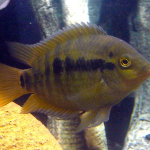 Rainbow Cichlid (Herotilapia multispinosa)