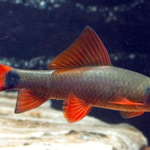 Rainbow Shark (Epalzeorhynchos frenatus)