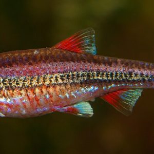 Rainbow Shiner