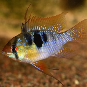 Ram cichlid