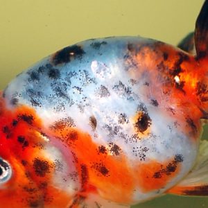 Ranchu Fantail Mix (Carassius auratus)