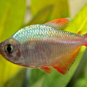 Red / Blue Columbian Tetra (Hyphessobrycon columbianus)