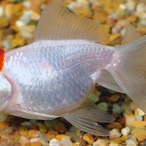 Red Cap Oranda Fantail (Carassius auratus)