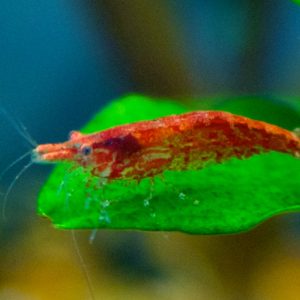 Red Cherry Shrimp (Neocaridina davidi)
