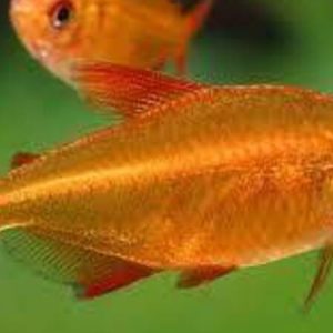 Red Cherry Tetra